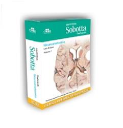 Anatomia Sobotta Flashcards łac. - Neuroanatomia - Flashcardsy
