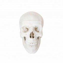 Model czaszki ludzkiej 3D - pomoc anatomiczna - NaMedycyne Shop