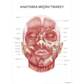 Plakat Anatomiczny Mięśnie Twarzy Marta Pawelec, Plakat Anatomia