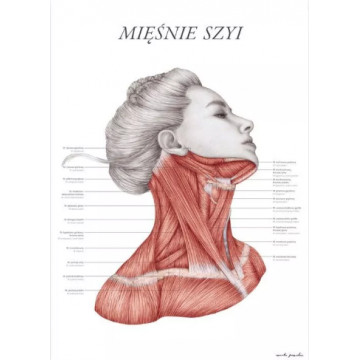 Plakat Anatomiczny Mięśnie Szyi, Plakat Anatomia Marta Pawelec