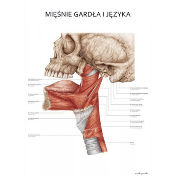 Plakat Anatomiczny Mięśnie Gardła i Języka, Plakat Anatomia Marta Pawelec