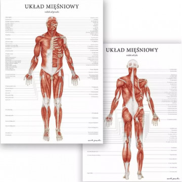 Plakat Anatomiczny Układ Mięśniowy Człowieka Plakat Marta Pawelec
