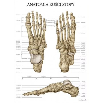 Plakat Anatomiczny Anatomia Kości Stopy Marta Pawelec