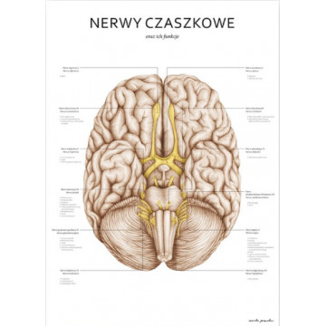 Plakat Anatomiczny Nerwy Czaszkowe Marta Pawelec Plakat Anatomiczny