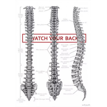 Plakat Anatomiczny Budowa Kręgosłupa - Watch Your Back Marta Pawelec