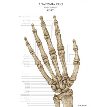 Plakat Anatomiczny Anatomia Ręki - Kości, Plakat Anatomia Marta Pawelec