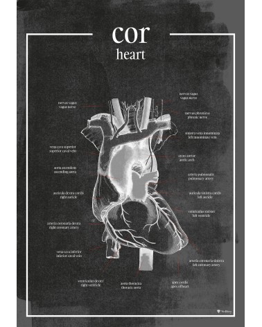 Serce - Plakat Anatomiczny - chalkboard