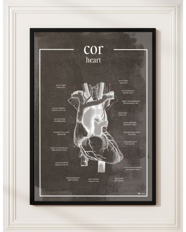 Serce - Plakat Anatomiczny - chalkboard