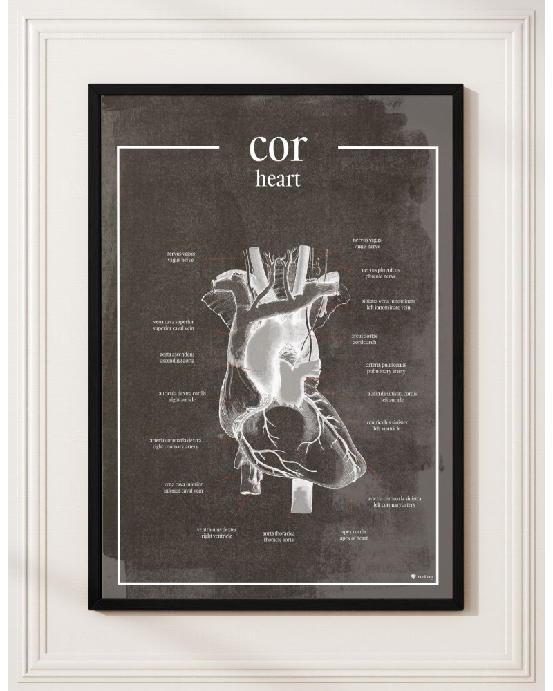 Serce - Plakat Anatomiczny - chalkboard