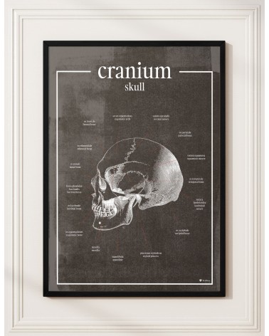 Czaszka - Plakat Anatomiczny  - chalkboard